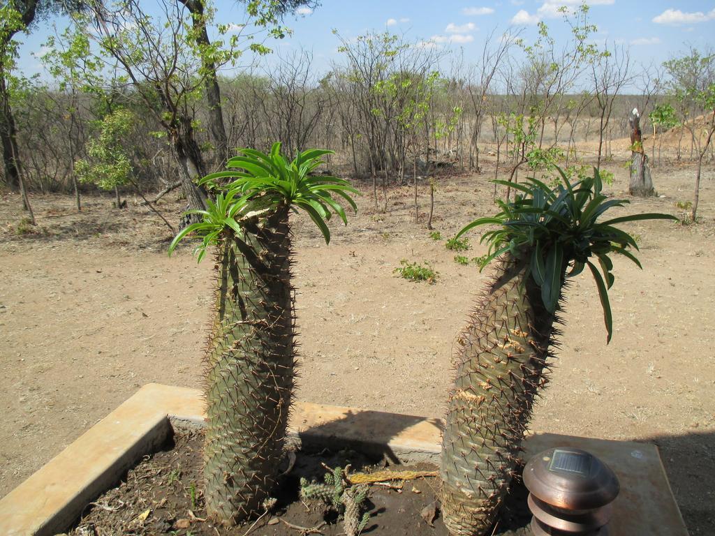 Silonque Bush Estate And Spa Phalaborwa Buitenkant foto