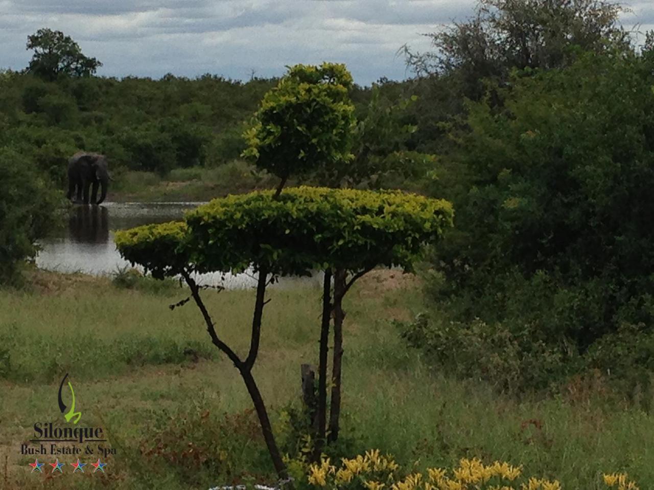 Silonque Bush Estate And Spa Phalaborwa Buitenkant foto